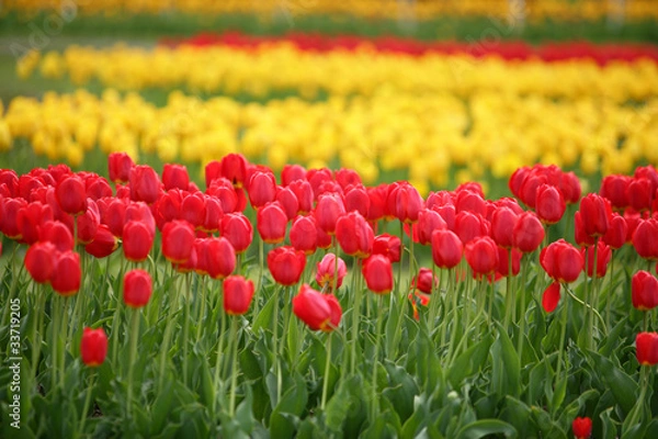 Obraz チューリップ