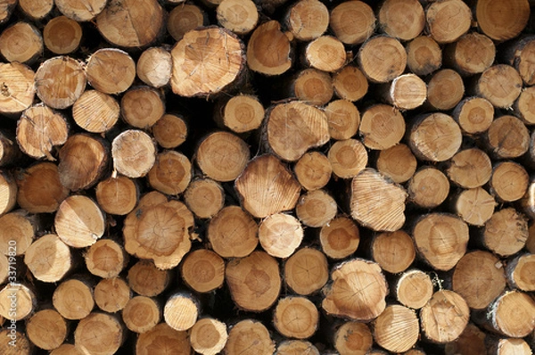 Obraz Découpe de bois