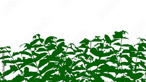 Fototapeta green leafs on white background