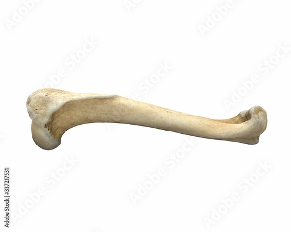 Obraz 3D render kości nogi zwierzęcia na białym tle