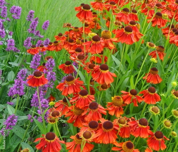 Obraz Staudenintermezzo