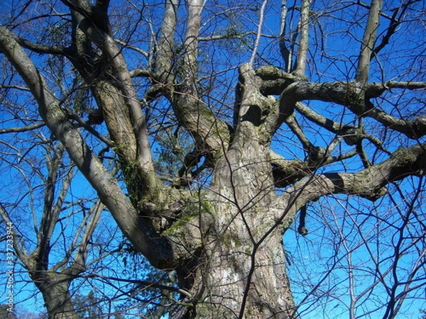 Obraz Old tree