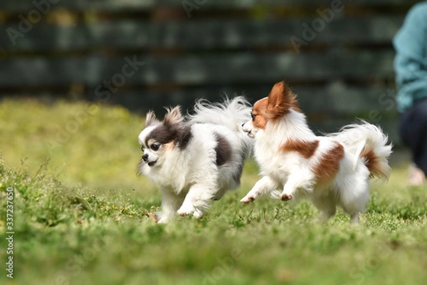Fototapeta ドッグランで遊ぶチワワとパピヨン