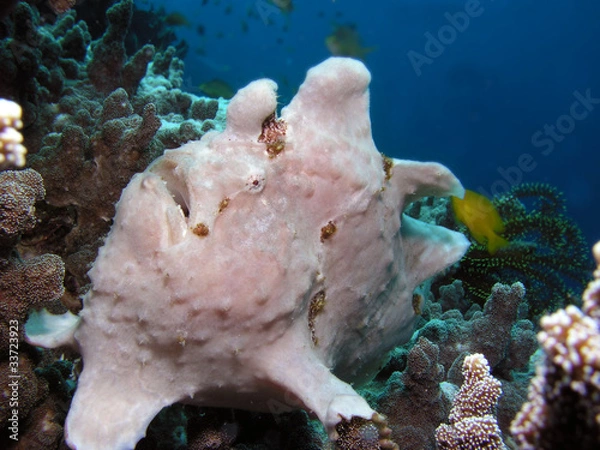 Obraz giant frogfish