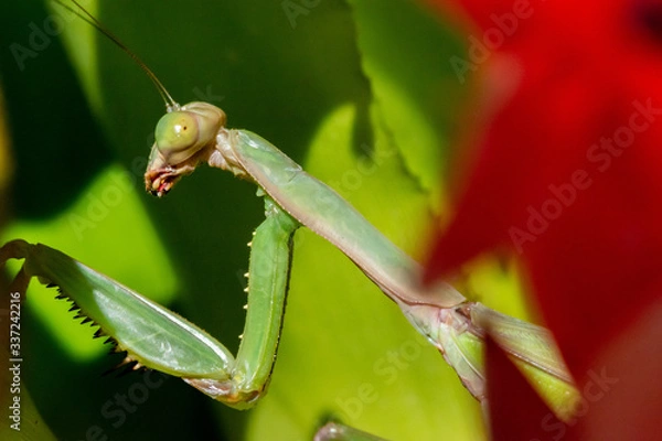Obraz green praying mantis