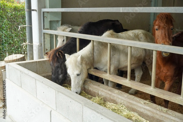 Obraz horse and foal