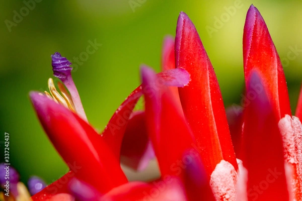 Obraz Bromeliad in flower. Closeup