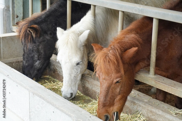 Obraz horse and foal