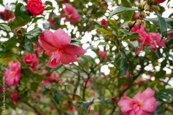 Obraz pink rose bush