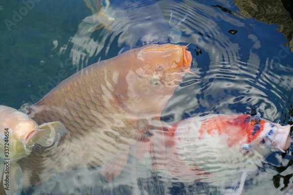 Obraz fish in aquarium