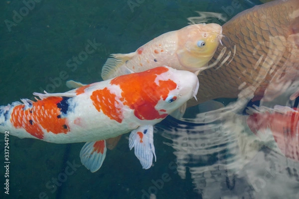 Obraz goldfish in aquarium