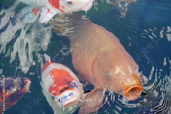 Obraz fish in the aquarium