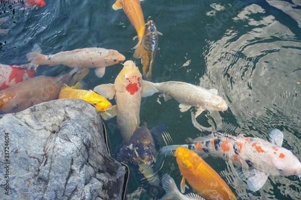 Obraz fish in the aquarium
