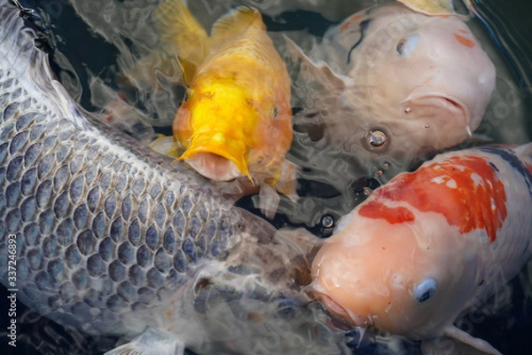 Obraz fish on the hook