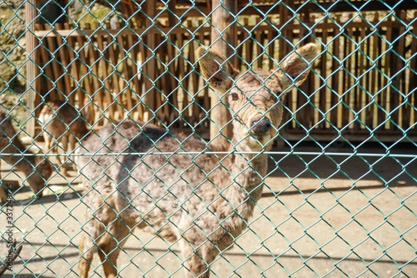 Obraz leopard in zoo