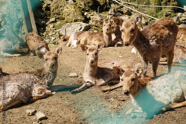 Obraz goats in the zoo