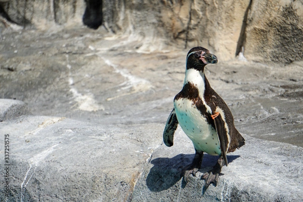 Obraz penguin in antarctica