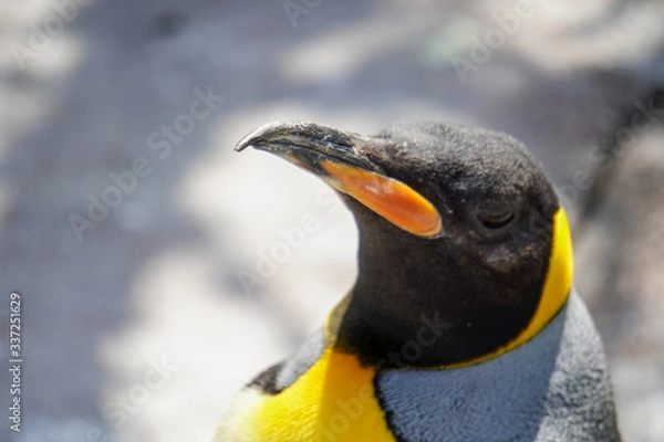 Obraz penguin in antarctica
