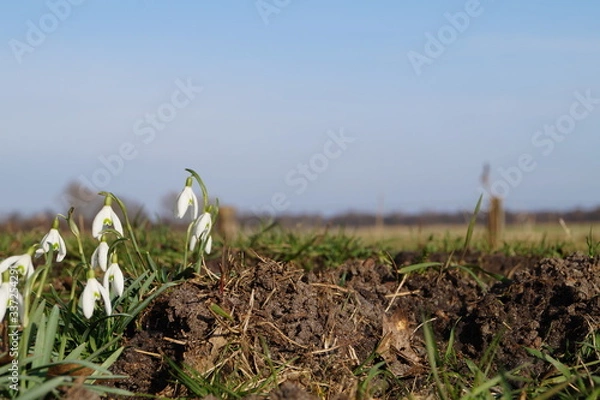 Obraz Schneeglöckchen