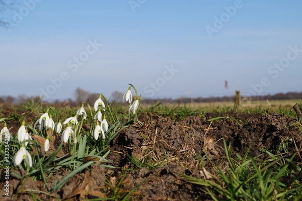 Obraz Schneeglöckchen 
