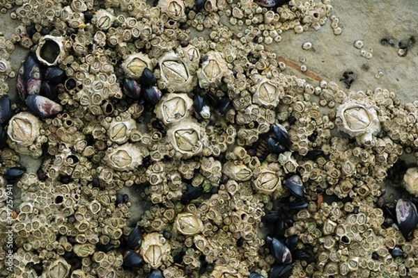 Obraz Barnacles New Zealand beach