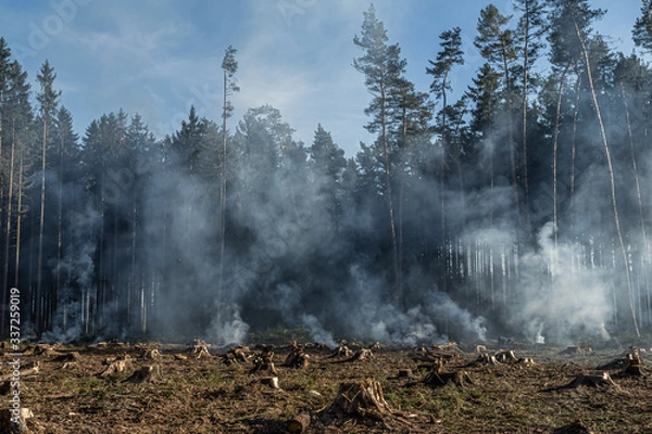 Fototapeta Big field with smoke after wildfire. All grass and trees are burnt after forest fire or forestry works.