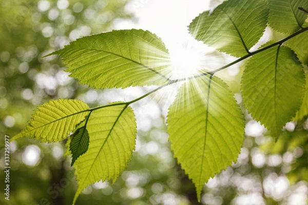 Fototapeta Green spring wet forest with paths and streams