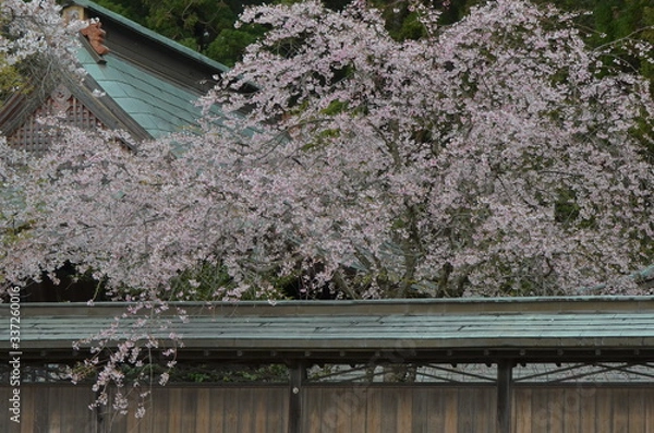 Obraz しだれ桜