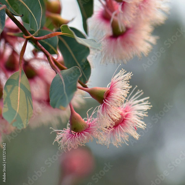 Obraz Close up of a bunch of pink and white blossoms and buds of the Australian native Corymbia Fairy Floss, family Myrtaceae. Cultivar of Corymbia ficifolia which is endemic to Western Australia