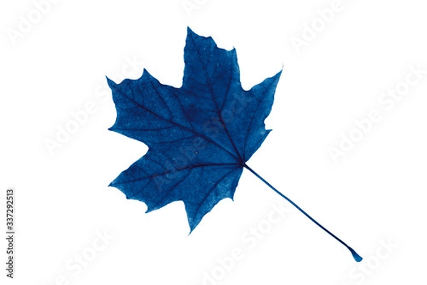 Fototapeta Blue maple leaf on a white background, isolate.