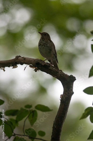 Fototapeta Hermit Thrush