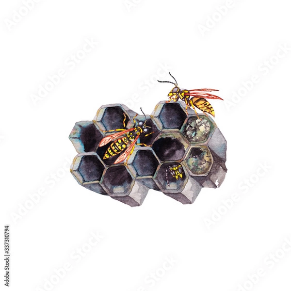 Fototapeta Big realistic wasp's grey combs with open and closed cells and wasps on the surface. Fragment of macro view. Watercolor hand painted isolated elements on white background.
