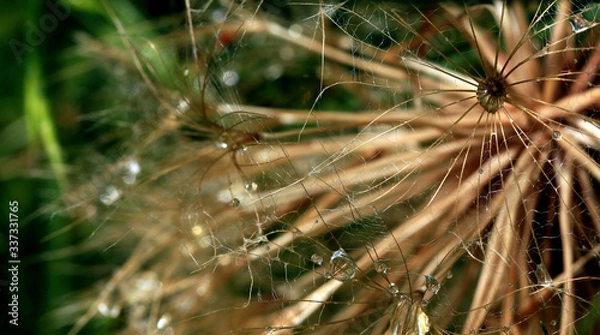 Obraz drops of dew on the dry grass