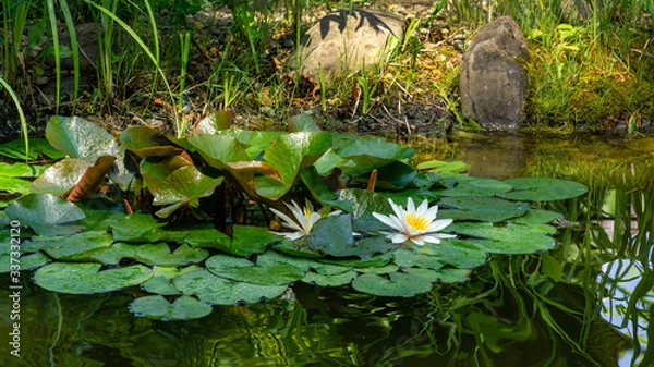 Fototapeta Landscape garden pond with  white water lily or lotus flower Marliacea Rosea. Close-up of nympheas on sunny stone  shore background. Selective focus