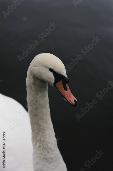 Fototapeta Schwan