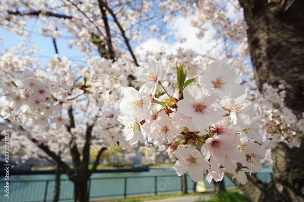 Fototapeta ソメイヨシノ　満開