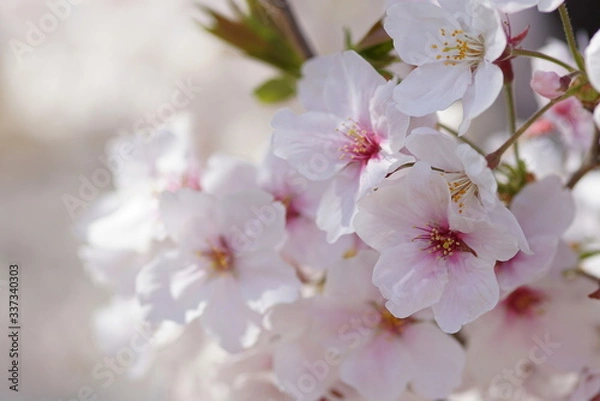 Fototapeta ソメイヨシノ　満開