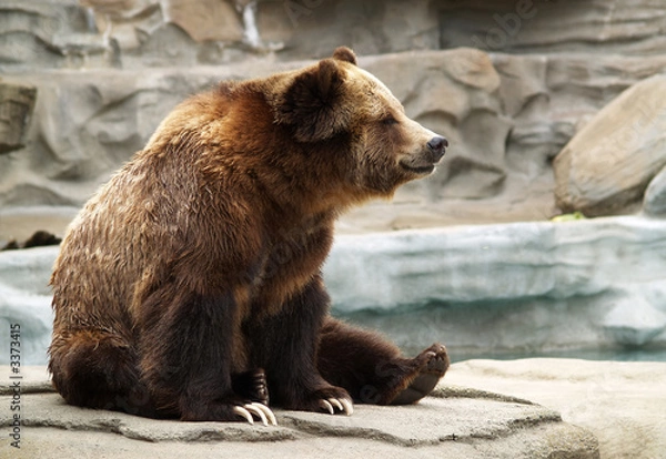 Obraz Niedźwiedź grizzly