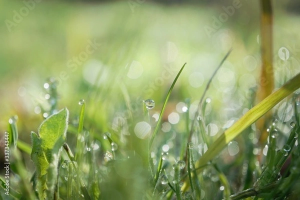 Fototapeta morning dew