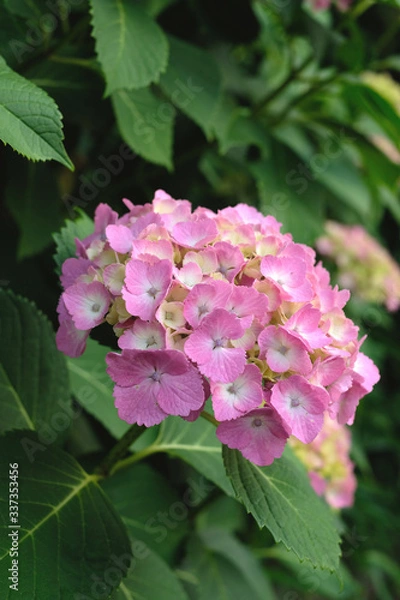 Fototapeta 日本の東京都王子の飛鳥山で咲く　紫陽花のピンク色の花