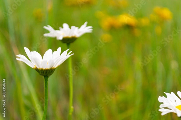 Fototapeta Field with grass, violet flowers and red poppies