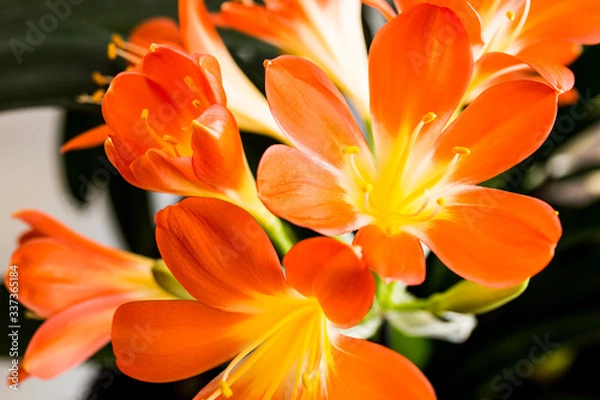 Obraz Kwiat w domu kliwia kwitnący na pomarańczowo