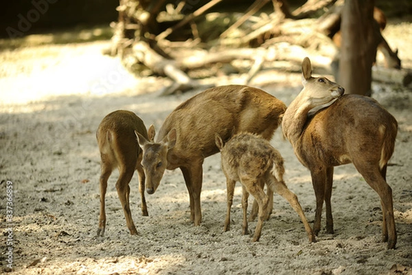 Obraz Deer fawn spotted deer or axis deer, (Chital)