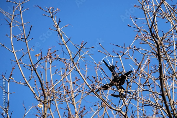 Obraz Quadcopter entangled in tree branches
