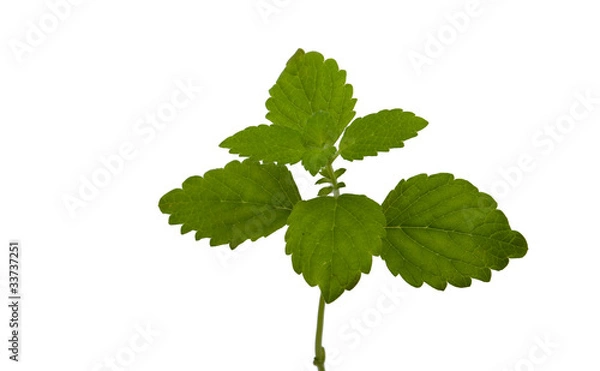 Obraz Zitronenmelisse