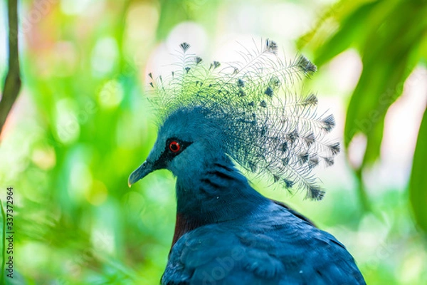 Fototapeta Unusual Crowned Pigeon in a green park. beauty of nature. Bird watching