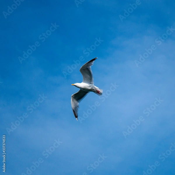 Fototapeta seagull in flight