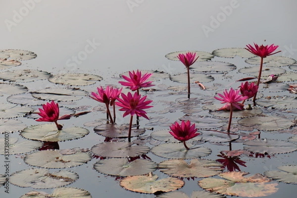 Obraz pink lotus flower