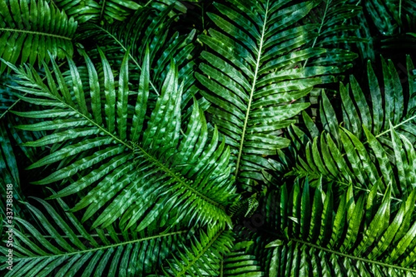 Fototapeta fern leaf, lush green foliage in rainforest, nature background	
