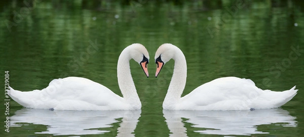 Obraz Two swans